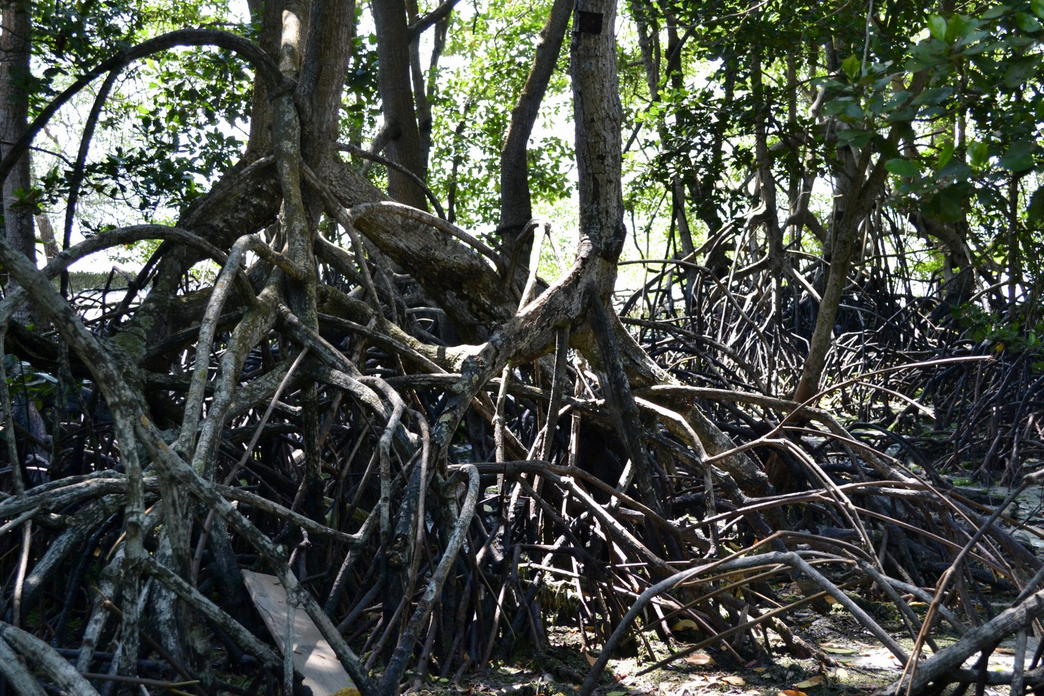 Chek Jawa Wetlands Mangroven