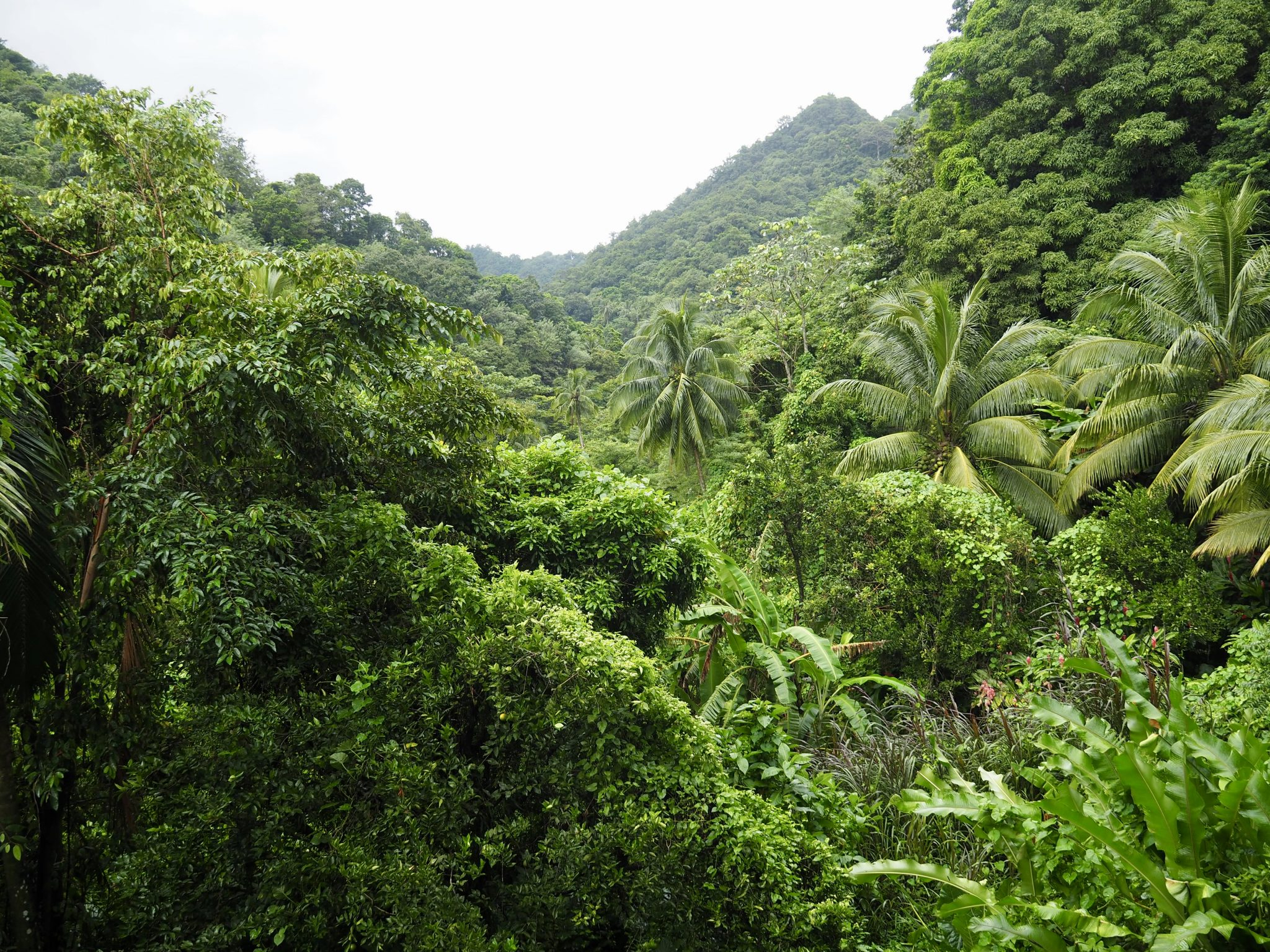 Dschungel Martinique