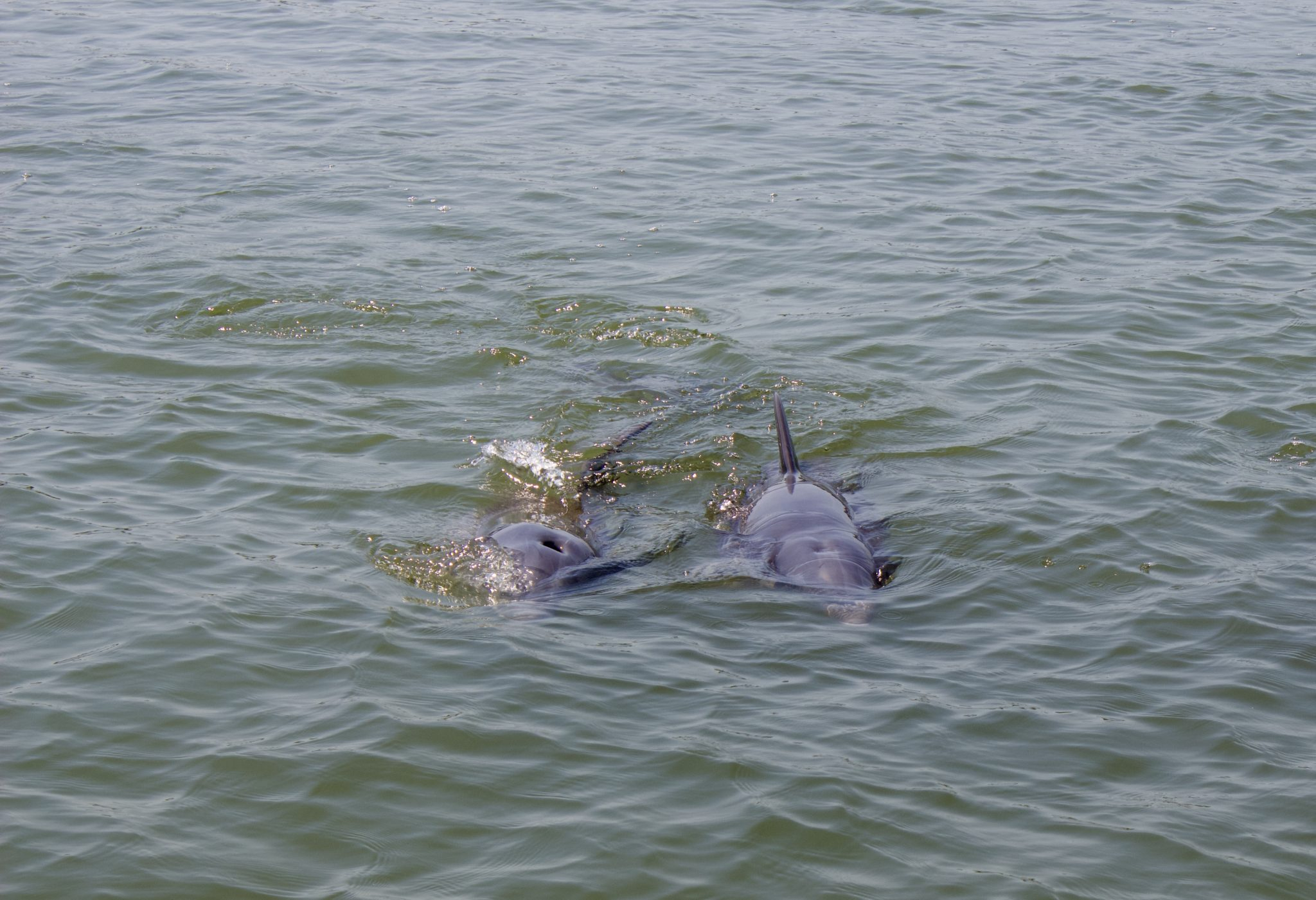 Everglades Nationalpark Delfine