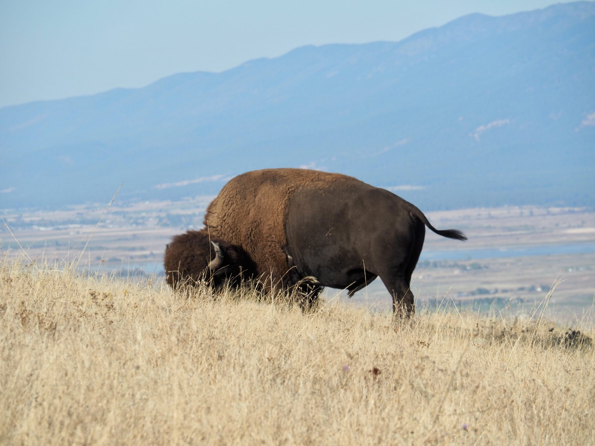 National Bison Range Montana USA Bison