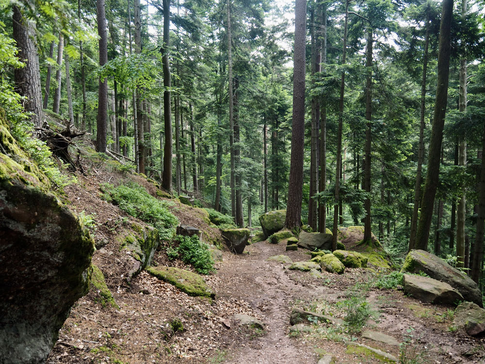 Wangenbourg-Engenthal-Waldpfad