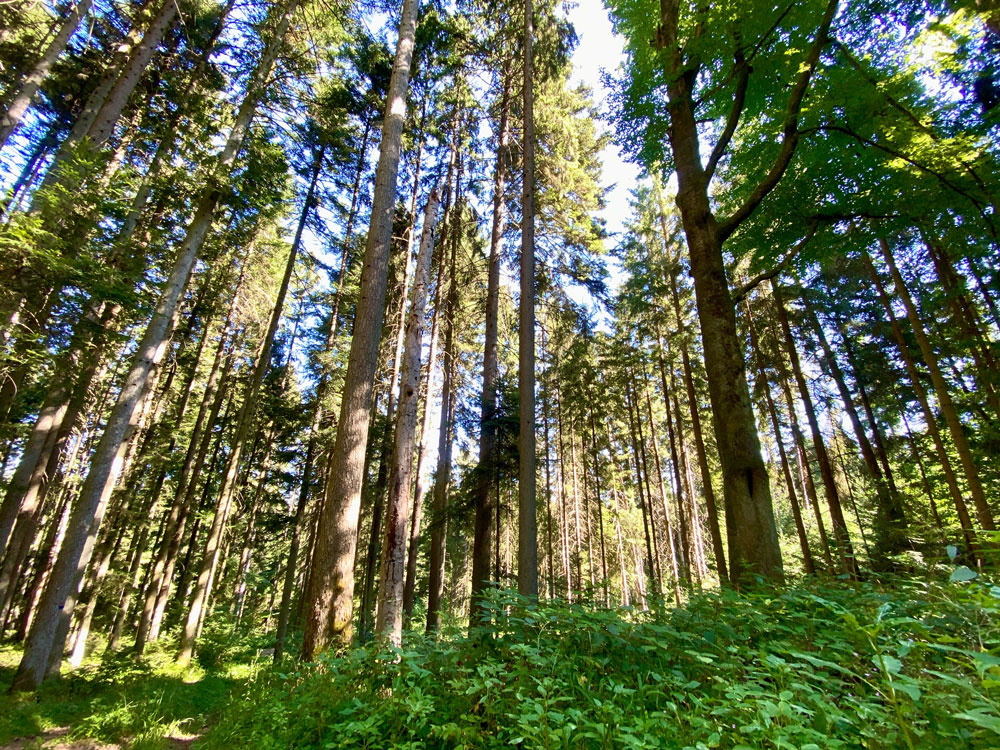 Noerdlicher-Schwarzwald