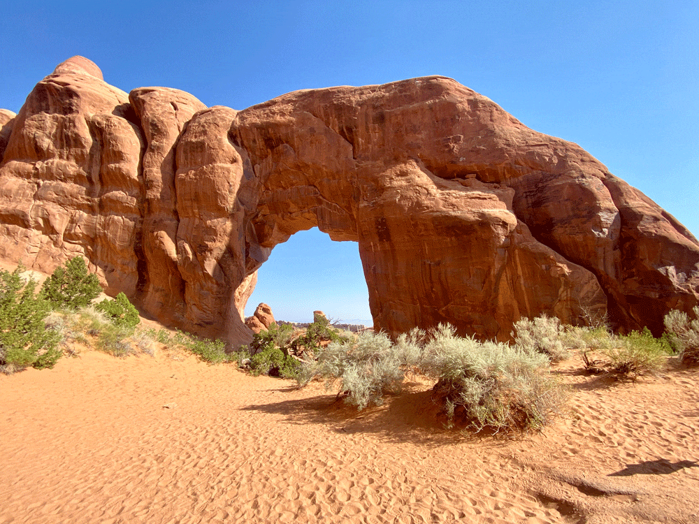 Pine-Tree-Arch