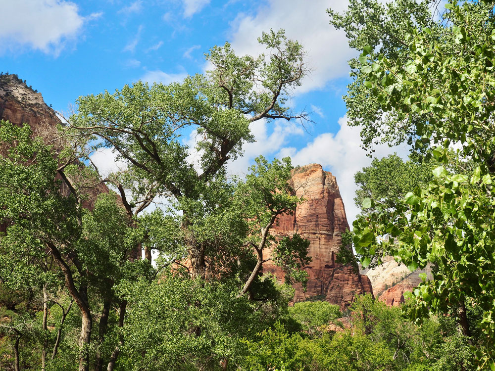 Zion Valley Baeume
