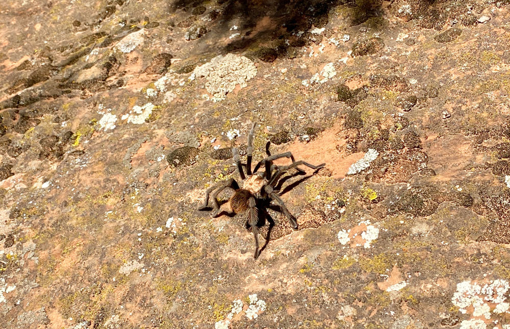 Tarantula-Zion-National-Park